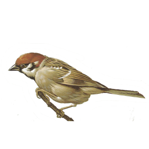 Sparrow PNG-20135